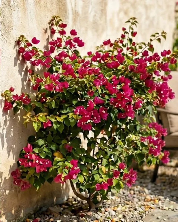 Golden_Hot_Rumandawi_Bougainvillea_Plant_|_Grafted_Rare_Golden_Bloom_Variety_|_Golden_Yellow_Flowers_|_Heavy_Flowering_|_Healthy_Live_Plant_Guaranteed