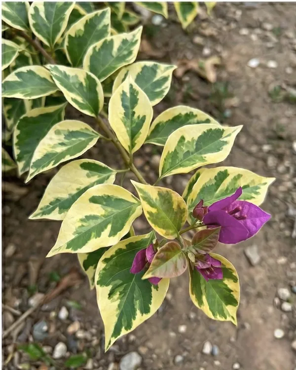 Golden_Jackpot_Bougainvillea_Plant_|_Grafted_Exotic_Bright_Bloom_Variety_|_Yellow_Cream_Flowers_|_Heavy_Flowering_|_Healthy_Live_Plant_Guaranteed