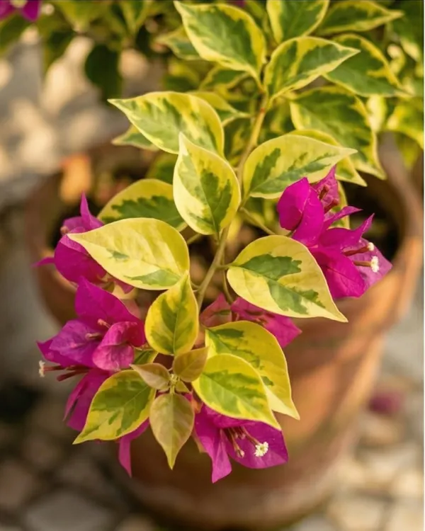 Golden_Kayata_Magneta_Bougainvillea_Plant_|_Grafted_Rare_Dual_Tone_Bloom_Variety_|_Yellow_Magenta_Flowers_|_Heavy_Flowering_|_Healthy_Live_Plant_Guaranteed
