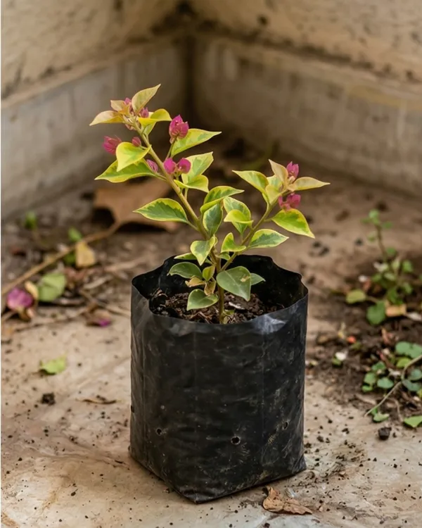 Golden_Kayata_Magneta_Bougainvillea_Plant_|_Grafted_Rare_Dual_Tone_Bloom_Variety_|_Yellow_Magenta_Flowers_|_Heavy_Flowering_|_Healthy_Live_Plant_Guaranteed