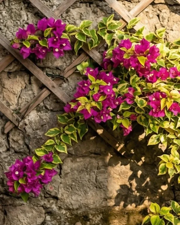 Golden_Kayata_Magneta_Bougainvillea_Plant_|_Grafted_Rare_Dual_Tone_Bloom_Variety_|_Yellow_Magenta_Flowers_|_Heavy_Flowering_|_Healthy_Live_Plant_Guaranteed