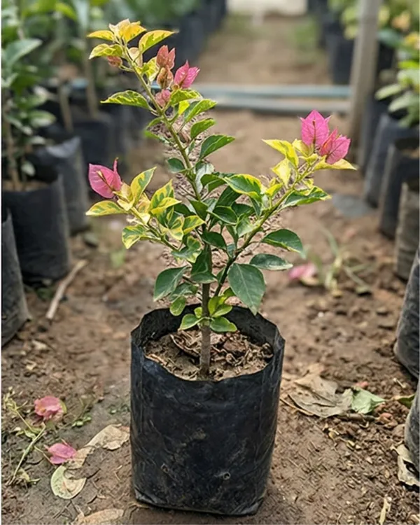 Golden_Pendro_Bambino_Bougainvillea_Plant_|_Grafted_Compact_Golden_Bloom_Variety_|_Bright_Yellow_Flowers_|_Heavy_Flowering_|_Healthy_Live_Plant_Guaranteed