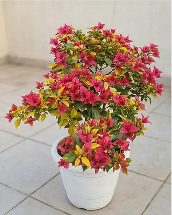 Golden_Pendro_Bambino_Bougainvillea_Plant_|_Grafted_Compact_Golden_Bloom_Variety_|_Bright_Yellow_Flowers_|_Heavy_Flowering_|_Healthy_Live_Plant_Guaranteed
