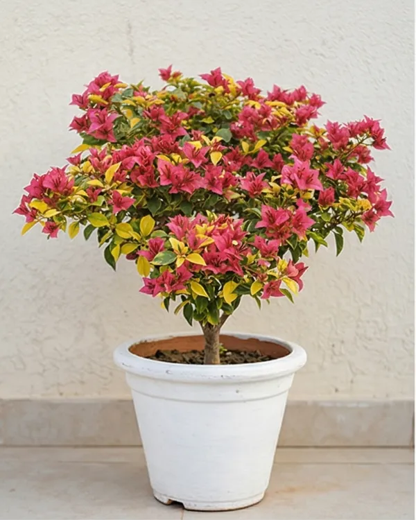Golden_Pendro_Bambino_Bougainvillea_Plant_|_Grafted_Compact_Golden_Bloom_Variety_|_Bright_Yellow_Flowers_|_Heavy_Flowering_|_Healthy_Live_Plant_Guaranteed