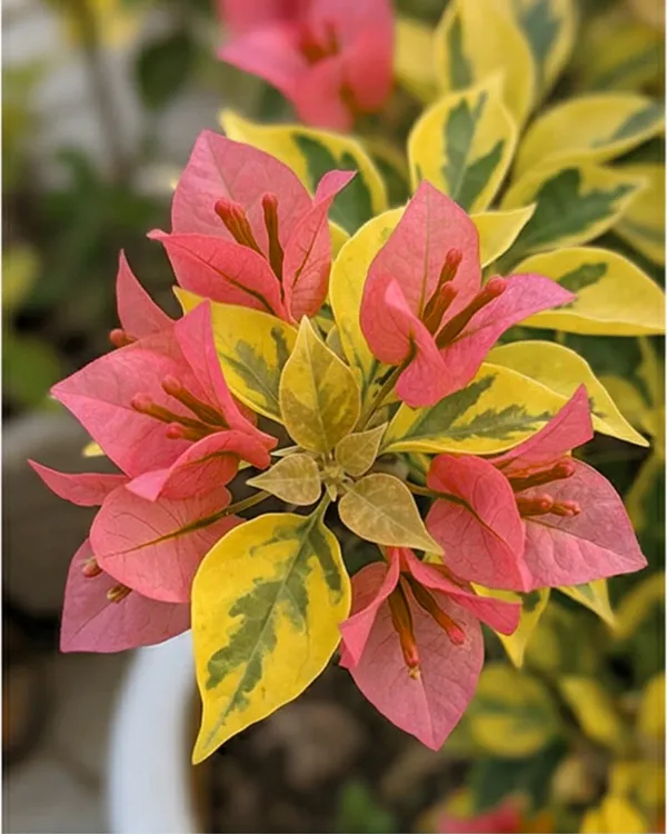 Golden_Pendro_Bambino_Bougainvillea_Plant_|_Grafted_Compact_Golden_Bloom_Variety_|_Bright_Yellow_Flowers_|_Heavy_Flowering_|_Healthy_Live_Plant_Guaranteed