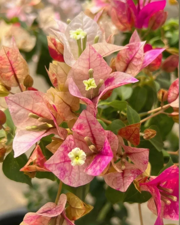 Golden_Rao_Bougainvillea_Plant_|_Grafted_Exotic_Golden_Bloom_Variety_|_Golden_Yellow_Flowers_|_Heavy_Flowering_|_Healthy_Live_Plant_Guaranteed