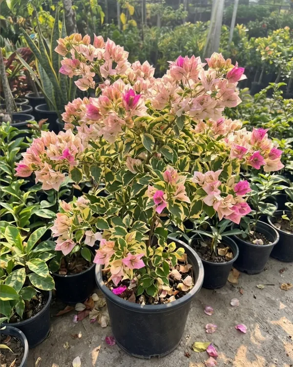 Golden_Rao_Bougainvillea_Plant_|_Grafted_Exotic_Golden_Bloom_Variety_|_Golden_Yellow_Flowers_|_Heavy_Flowering_|_Healthy_Live_Plant_Guaranteed