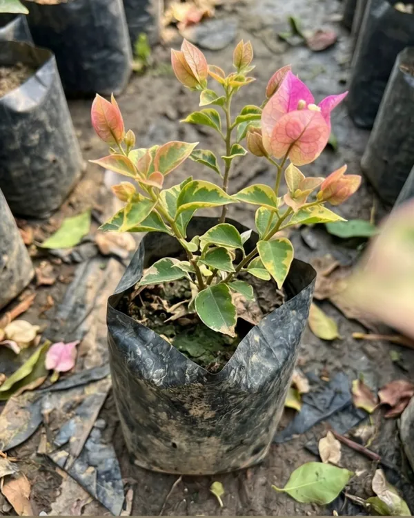 Golden_Rao_Bougainvillea_Plant_|_Grafted_Exotic_Golden_Bloom_Variety_|_Golden_Yellow_Flowers_|_Heavy_Flowering_|_Healthy_Live_Plant_Guaranteed