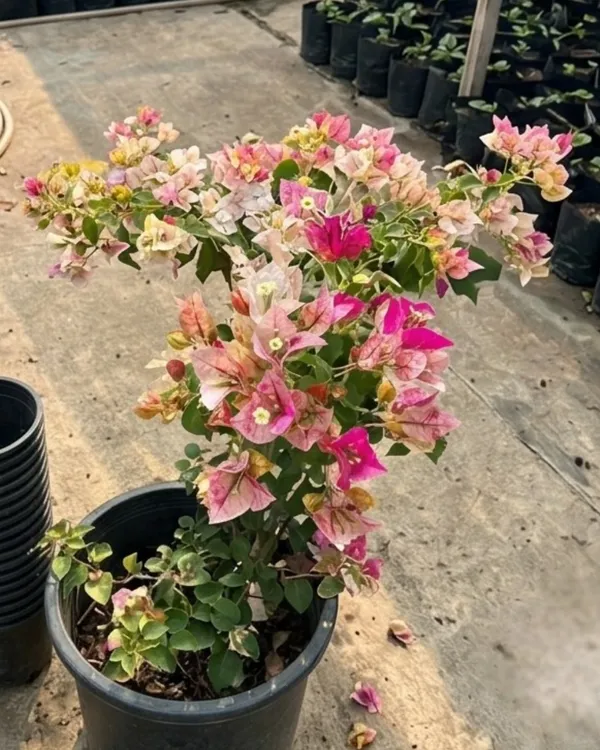Golden_Rao_Bougainvillea_Plant_|_Grafted_Exotic_Golden_Bloom_Variety_|_Golden_Yellow_Flowers_|_Heavy_Flowering_|_Healthy_Live_Plant_Guaranteed