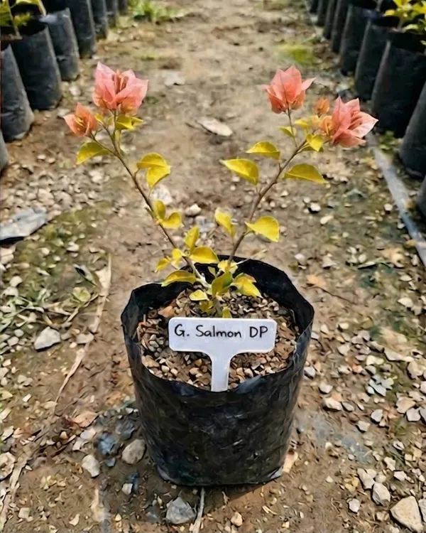 Golden_Salmon_Double_Petal_Bougainvillea_Plant_|_Grafted_Double_Bloom_Variety_|_Salmon_Peach_Double_Flowers_|_Heavy_Flowering_|_Healthy_Live_Plant_Guaranteed