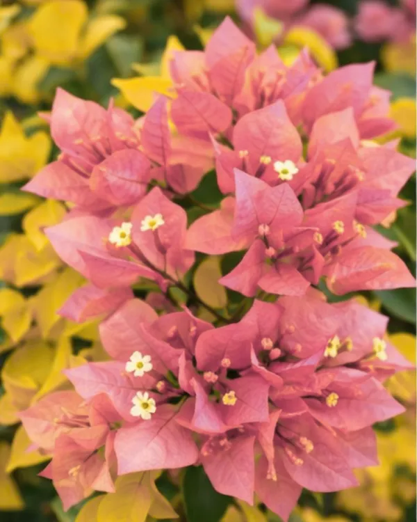 Golden_Salmon_Double_Petal_Bougainvillea_Plant_|_Grafted_Double_Bloom_Variety_|_Salmon_Peach_Double_Flowers_|_Heavy_Flowering_|_Healthy_Live_Plant_Guaranteed