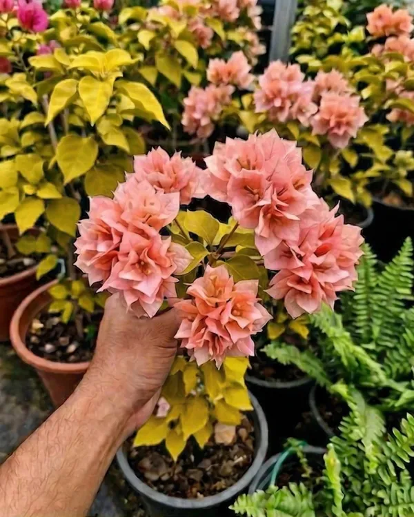 Golden_Salmon_Double_Petal_Bougainvillea_Plant_|_Grafted_Double_Bloom_Variety_|_Salmon_Peach_Double_Flowers_|_Heavy_Flowering_|_Healthy_Live_Plant_Guaranteed