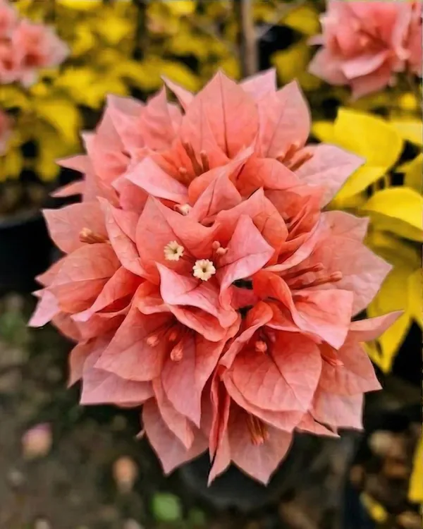 Golden_Salmon_Double_Petal_Bougainvillea_Plant_|_Grafted_Double_Bloom_Variety_|_Salmon_Peach_Double_Flowers_|_Heavy_Flowering_|_Healthy_Live_Plant_Guaranteed