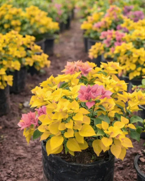Golden_Salmon_Double_Petal_Bougainvillea_Plant_|_Grafted_Double_Bloom_Variety_|_Salmon_Peach_Double_Flowers_|_Heavy_Flowering_|_Healthy_Live_Plant_Guaranteed