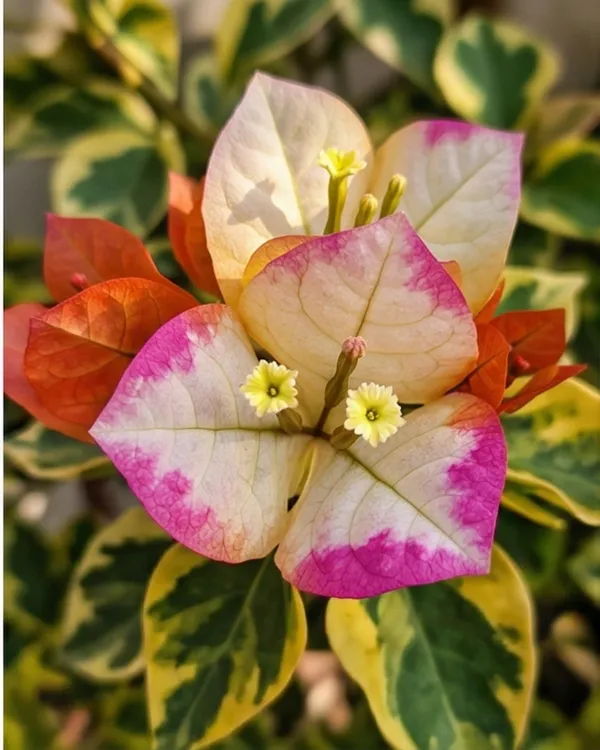 Golden_Summer_Purple_Bougainvillea_Plant_|_Grafted_Exotic_Dual_Tone_Bloom_Variety_|_Yellow_Purple_Flowers_|_Heavy_Flowering_|_Healthy_Live_Plant_Guaranteed