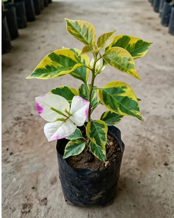 Golden_Summer_Purple_Bougainvillea_Plant_|_Grafted_Exotic_Dual_Tone_Bloom_Variety_|_Yellow_Purple_Flowers_|_Heavy_Flowering_|_Healthy_Live_Plant_Guaranteed
