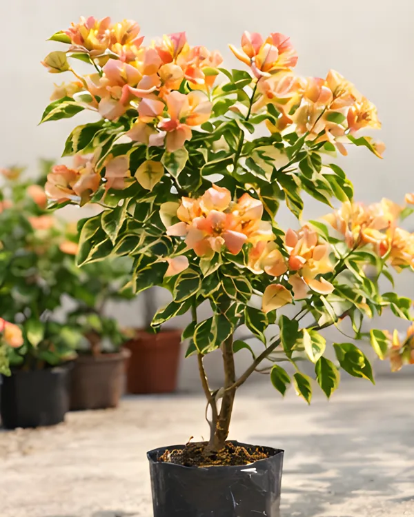 Golden_Sunshine_Variegated_Bougainvillea_Plant_|_Grafted_Rare_Variegated_Golden_Variety_|_Yellow_Cream_Variegated_Flowers_|_Heavy_Flowering_|_Healthy_Live_Plant_Guaranteed