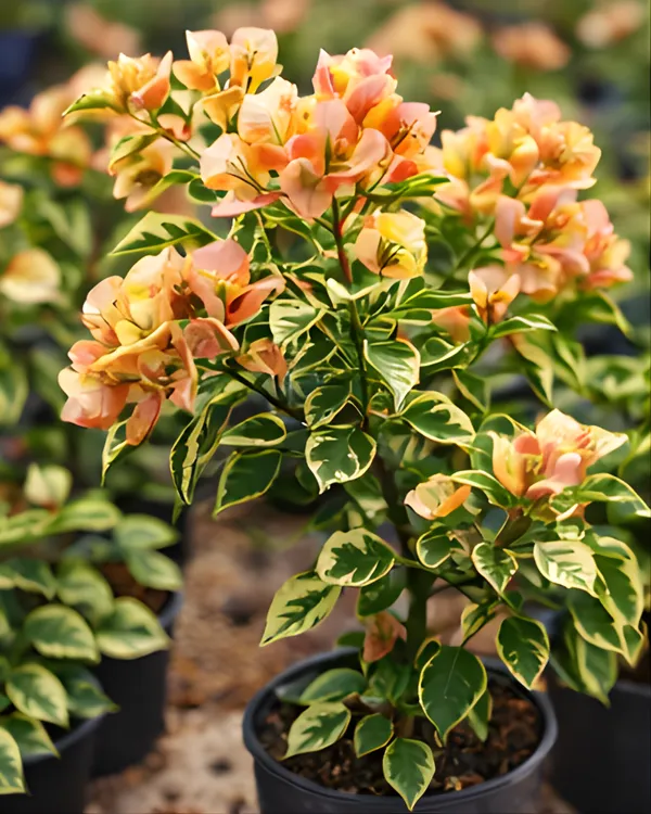 Golden_Sunshine_Variegated_Bougainvillea_Plant_|_Grafted_Rare_Variegated_Golden_Variety_|_Yellow_Cream_Variegated_Flowers_|_Heavy_Flowering_|_Healthy_Live_Plant_Guaranteed