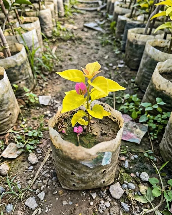 Golden_Watermelon_Bougainvillea_Plant_|_Grafted_Rare_Dual_Tone_Bloom_Variety_|_Pink_Green_Yellow_Flowers_|_Heavy_Flowering_|_Healthy_Live_Plant_Guaranteed