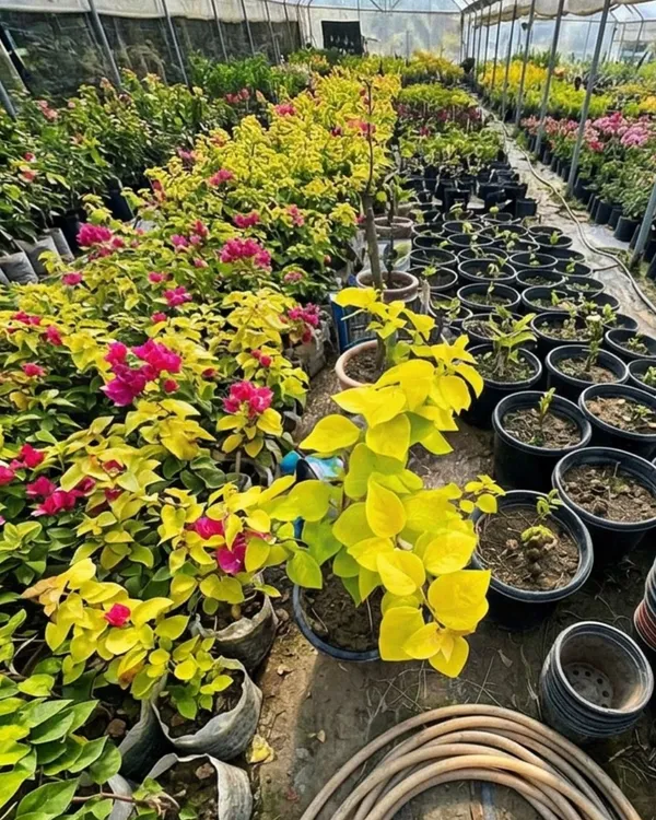 Golden_Watermelon_Bougainvillea_Plant_|_Grafted_Rare_Dual_Tone_Bloom_Variety_|_Pink_Green_Yellow_Flowers_|_Heavy_Flowering_|_Healthy_Live_Plant_Guaranteed
