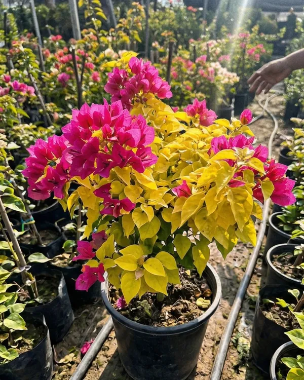 Golden_Watermelon_Bougainvillea_Plant_|_Grafted_Rare_Dual_Tone_Bloom_Variety_|_Pink_Green_Yellow_Flowers_|_Heavy_Flowering_|_Healthy_Live_Plant_Guaranteed