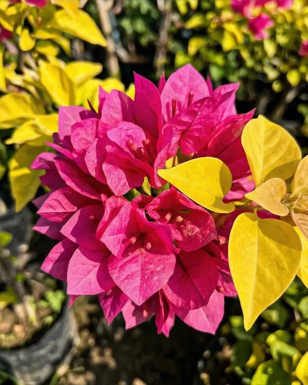 Golden_Watermelon_Bougainvillea_Plant_|_Grafted_Rare_Dual_Tone_Bloom_Variety_|_Pink_Green_Yellow_Flowers_|_Heavy_Flowering_|_Healthy_Live_Plant_Guaranteed