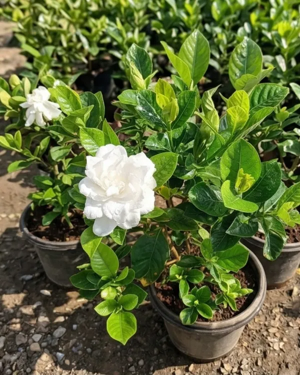 Gondhoraj_Double_Petal_Plant_|_Grafted_Double_Flower_Gondhoraj_|_Fragrant_Citrus_Plant_|_Healthy_Live_Plant_Guaranteed
