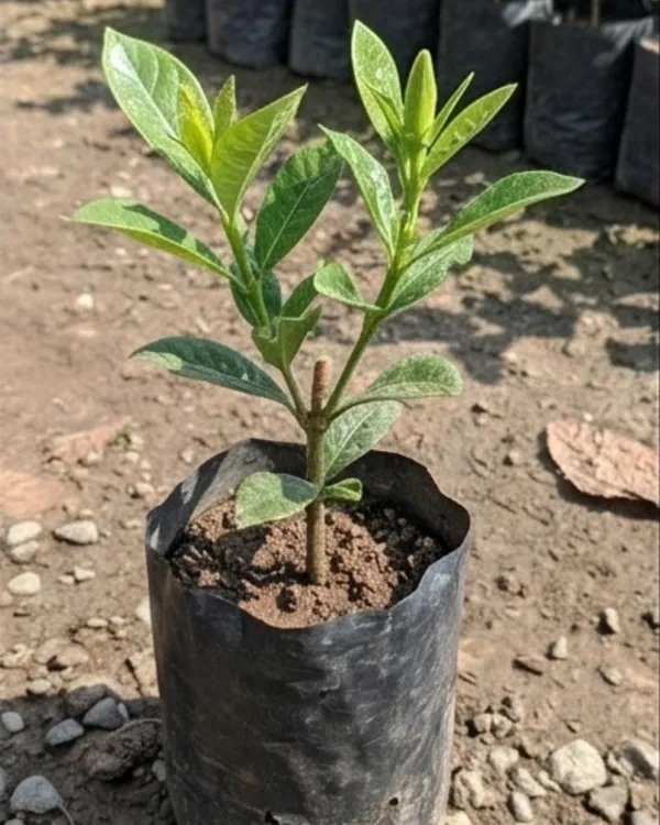 Gondhoraj_Double_Petal_Plant_|_Grafted_Double_Flower_Gondhoraj_|_Fragrant_Citrus_Plant_|_Healthy_Live_Plant_Guaranteed