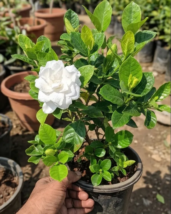 Gondhoraj_Double_Petal_Plant_|_Grafted_Double_Flower_Gondhoraj_|_Fragrant_Citrus_Plant_|_Healthy_Live_Plant_Guaranteed