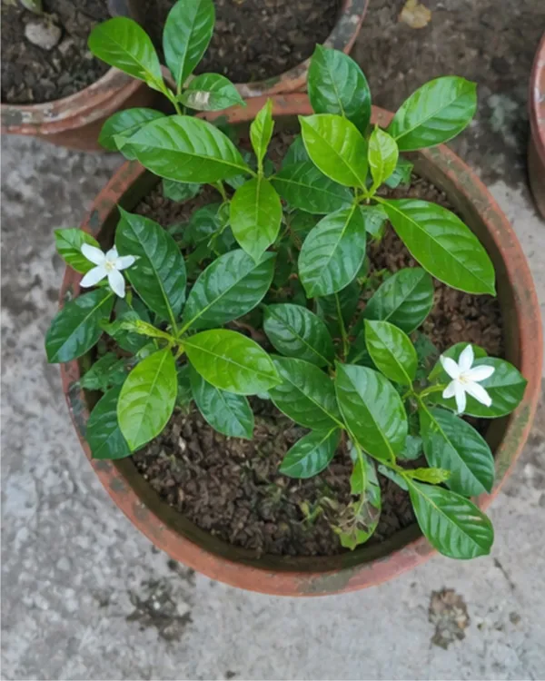 Gondhoraj_Flower_Plant_|_Grafted_Desi_Gondhoraj_Flower_|_Fragrant_White_Flower_Plant_|_Healthy_Live_Plant_Guaranteed