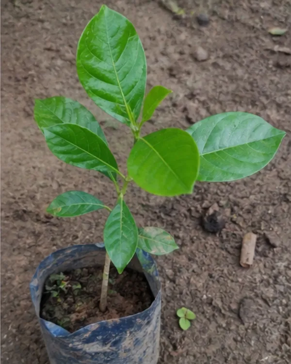 Gondhoraj_Flower_Plant_|_Grafted_Desi_Gondhoraj_Flower_|_Fragrant_White_Flower_Plant_|_Healthy_Live_Plant_Guaranteed