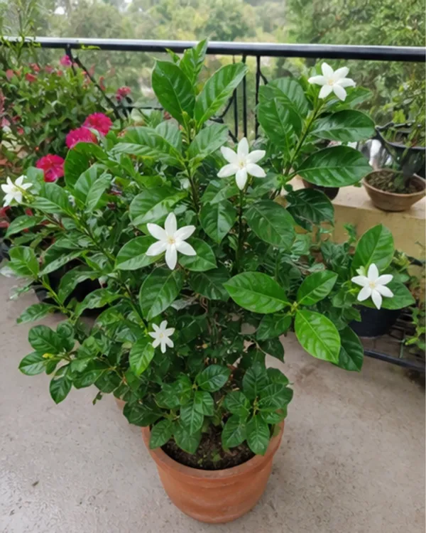Gondhoraj_Flower_Plant_|_Grafted_Desi_Gondhoraj_Flower_|_Fragrant_White_Flower_Plant_|_Healthy_Live_Plant_Guaranteed