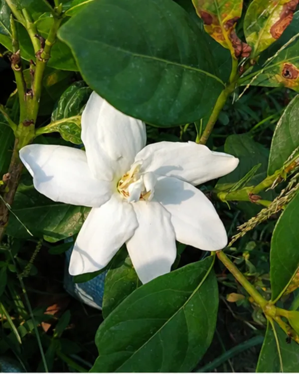 Gondhoraj_Flower_Plant_|_Grafted_Desi_Gondhoraj_Flower_|_Fragrant_White_Flower_Plant_|_Healthy_Live_Plant_Guaranteed