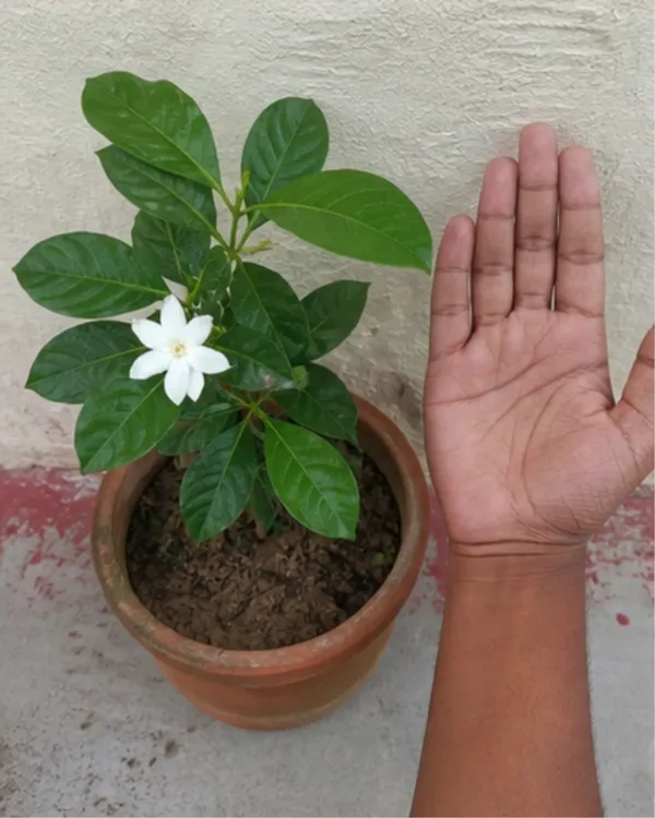 Gondhoraj_Flower_Plant_|_Grafted_Desi_Gondhoraj_Flower_|_Fragrant_White_Flower_Plant_|_Healthy_Live_Plant_Guaranteed
