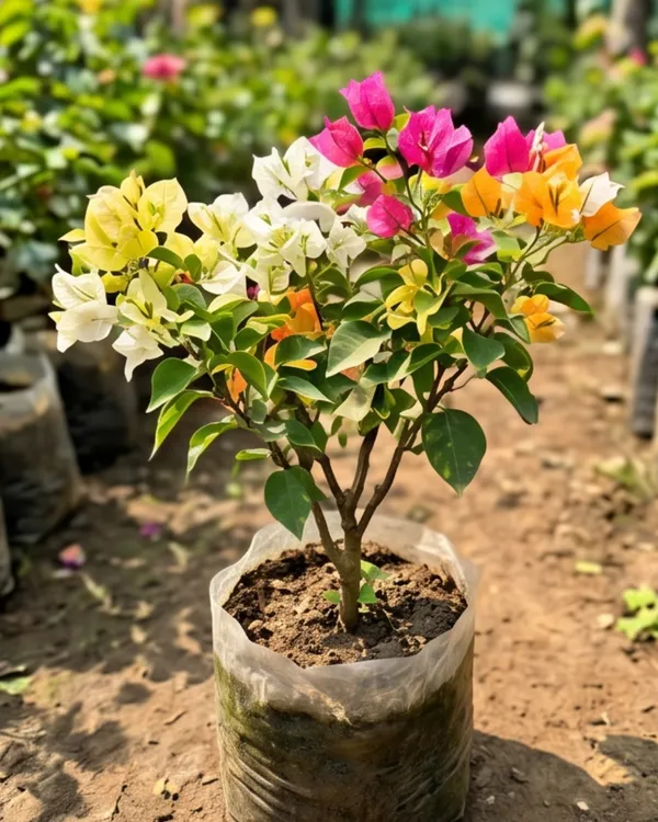 Multi_Grafted_Bougainvillea_Plant_(5_Colors_in_1)_|_Grafted_Rare_Mixed_Bougainvillea_Combo_|_Year-Round_Flowering_|_Healthy_Live_Plant_Guaranteed