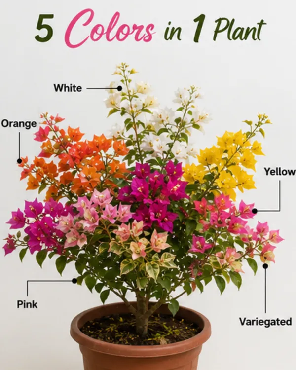 Multi_Grafted_Bougainvillea_Plant_(5_Colors_in_1)_|_Grafted_Rare_Mixed_Bougainvillea_Combo_|_Year-Round_Flowering_|_Healthy_Live_Plant_Guaranteed