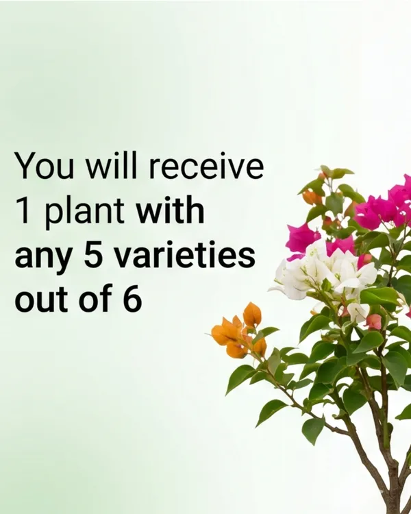 Multi_Grafted_Bougainvillea_Plant_(5_Colors_in_1)_|_Grafted_Rare_Mixed_Bougainvillea_Combo_|_Year-Round_Flowering_|_Healthy_Live_Plant_Guaranteed
