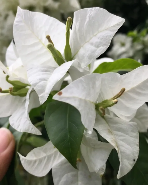 Green_Apple_Bougainvillea_Plant_|_Grafted_Unique_Fresh_Tone_Bloom_Variety_|_Light_Green_Flowers_|_Heavy_Flowering_|_Healthy_Live_Plant_Guaranteed