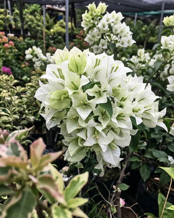 Green_Apple_Bougainvillea_Plant_|_Grafted_Unique_Fresh_Tone_Bloom_Variety_|_Light_Green_Flowers_|_Heavy_Flowering_|_Healthy_Live_Plant_Guaranteed