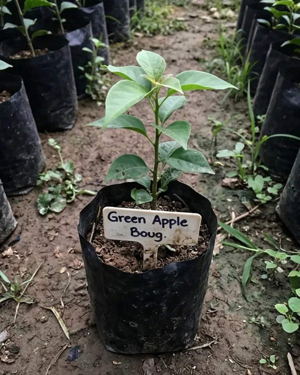 Green_Apple_Bougainvillea_Plant_|_Grafted_Unique_Fresh_Tone_Bloom_Variety_|_Light_Green_Flowers_|_Heavy_Flowering_|_Healthy_Live_Plant_Guaranteed
