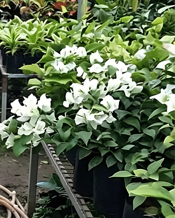 Green_Apple_Bougainvillea_Plant_|_Grafted_Unique_Fresh_Tone_Bloom_Variety_|_Light_Green_Flowers_|_Heavy_Flowering_|_Healthy_Live_Plant_Guaranteed