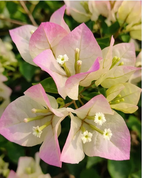 Green_Volcano_Thai_Delight_Bougainvillea_Plant_|_Grafted_Rare_Thai_Exotic_Variety_|_Green_Yellow_Flowers_|_Heavy_Flowering_|_Healthy_Live_Plant_Guaranteed