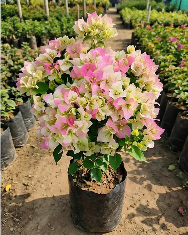 Green_Volcano_Thai_Delight_Bougainvillea_Plant_|_Grafted_Rare_Thai_Exotic_Variety_|_Green_Yellow_Flowers_|_Heavy_Flowering_|_Healthy_Live_Plant_Guaranteed