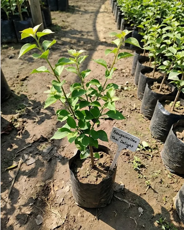 Green_Volcano_Thai_Delight_Bougainvillea_Plant_|_Grafted_Rare_Thai_Exotic_Variety_|_Green_Yellow_Flowers_|_Heavy_Flowering_|_Healthy_Live_Plant_Guaranteed