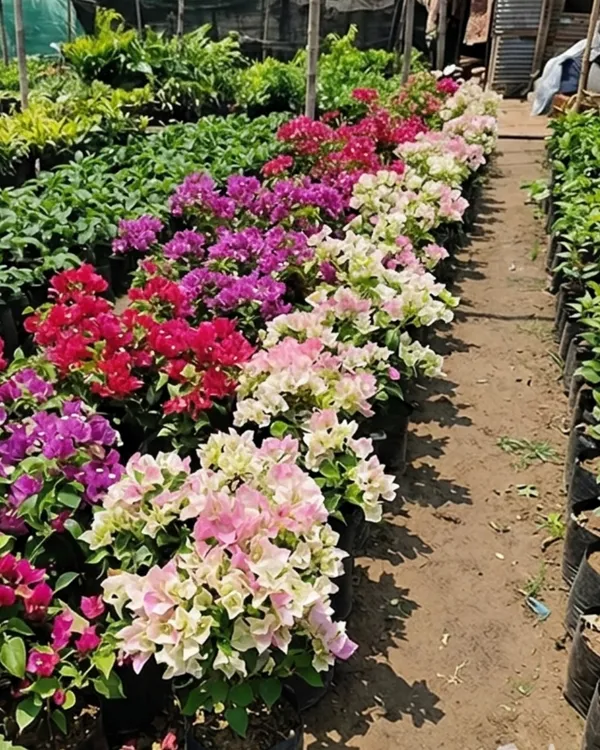 Green_Volcano_Thai_Delight_Bougainvillea_Plant_|_Grafted_Rare_Thai_Exotic_Variety_|_Green_Yellow_Flowers_|_Heavy_Flowering_|_Healthy_Live_Plant_Guaranteed