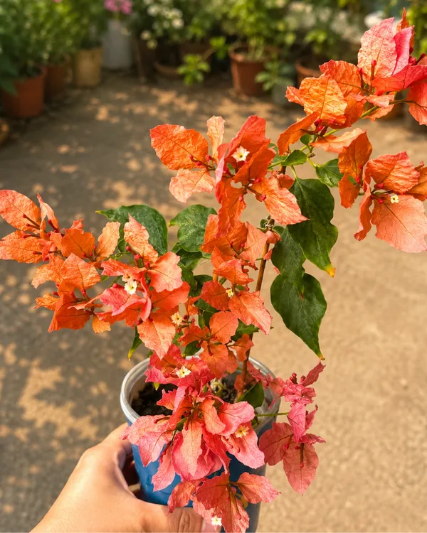 Butterfly_Orange_Bougainvillea_Plant_|_Grafted_Unique_Butterfly_Bract_Variety_|_Orange_Flowers_|_Heavy_Flowering_|_Healthy_Live_Plant_Guaranteed
