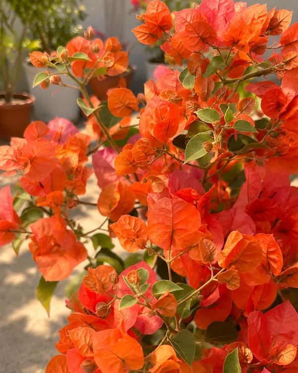 Butterfly_Orange_Bougainvillea_Plant_|_Grafted_Unique_Butterfly_Bract_Variety_|_Orange_Flowers_|_Heavy_Flowering_|_Healthy_Live_Plant_Guaranteed