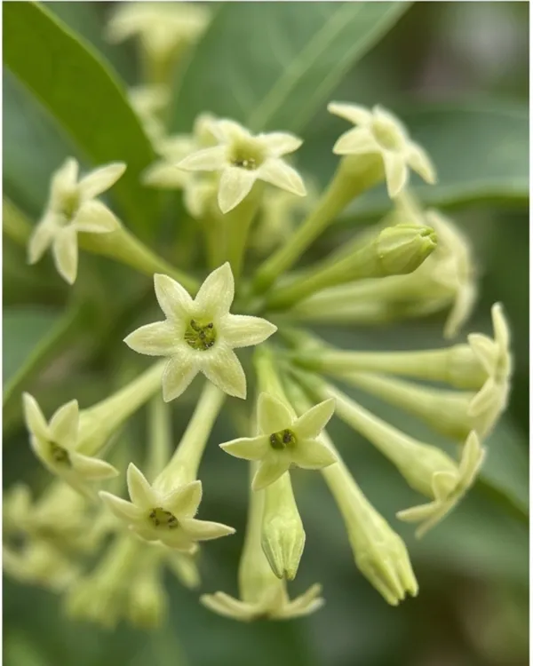 Hasnuhana_Plant_|_Grafted_Night_Blooming_Jasmine_|_Raat_Rani_Plant_|_Fragrant_Night_Plant_|_Healthy_Live_Plant_Guaranteed