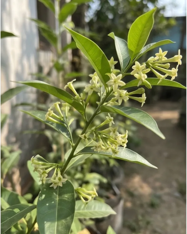 Hasnuhana_Plant_|_Grafted_Night_Blooming_Jasmine_|_Raat_Rani_Plant_|_Fragrant_Night_Plant_|_Healthy_Live_Plant_Guaranteed