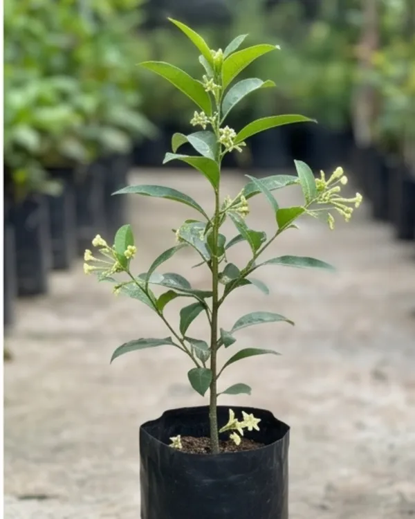 Hasnuhana_Plant_|_Grafted_Night_Blooming_Jasmine_|_Raat_Rani_Plant_|_Fragrant_Night_Plant_|_Healthy_Live_Plant_Guaranteed